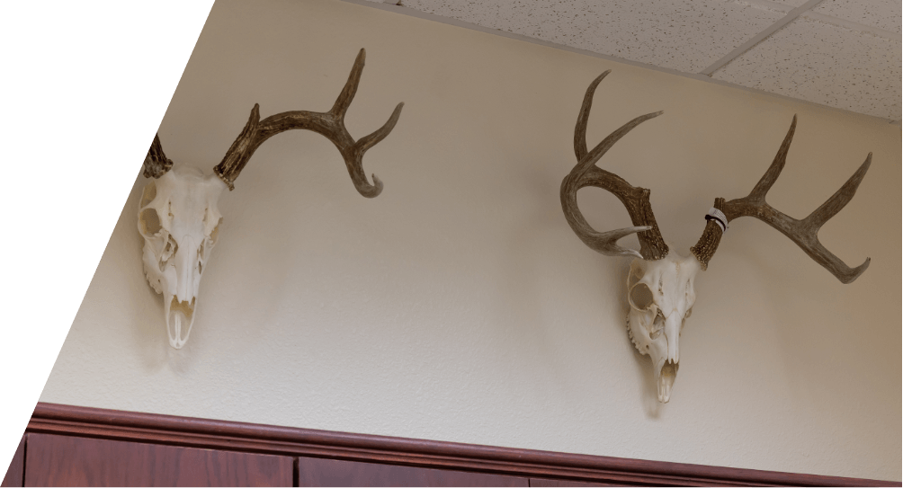 Trophy hunting skulls on dental office wall